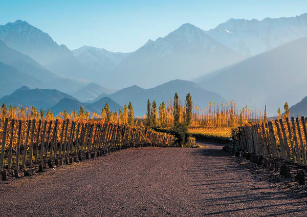 Fine Wines | Not Only Wine Story