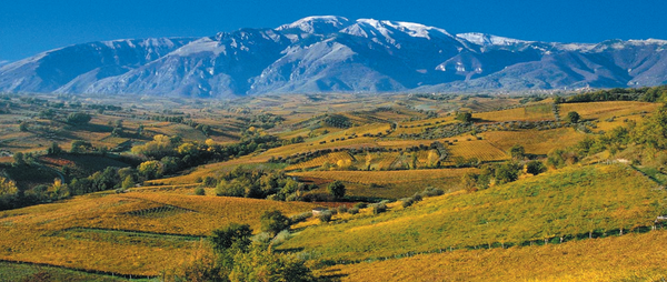 Fine Wines | Not Only Wine Story