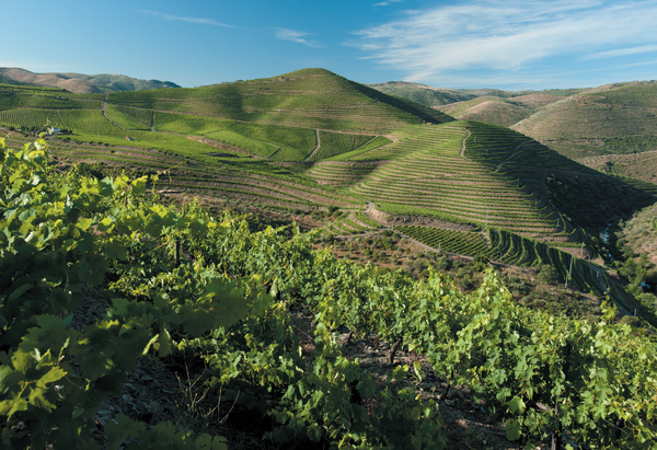 Fine Wines | Not Only Wine Story
