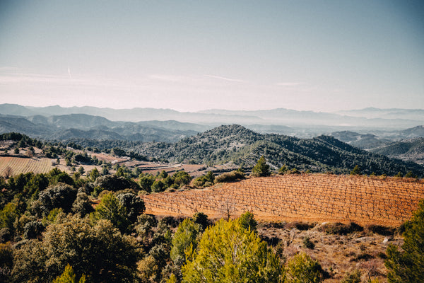 Fine wines l Not Only Wine Story